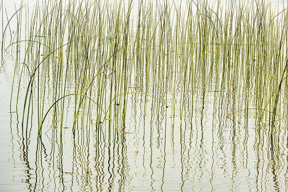 Canada- Manitoba- Wekusko Falls Provincial Park. Reeds reflect patterns in Wekusko Lake. art print by Jaynes Gallery for $57.95 CAD